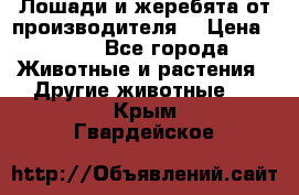 Лошади и жеребята от производителя. › Цена ­ 120 - Все города Животные и растения » Другие животные   . Крым,Гвардейское